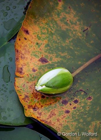 Lazy Lily_06628.jpg - Photographed near Lindsay, Ontario, Canada.